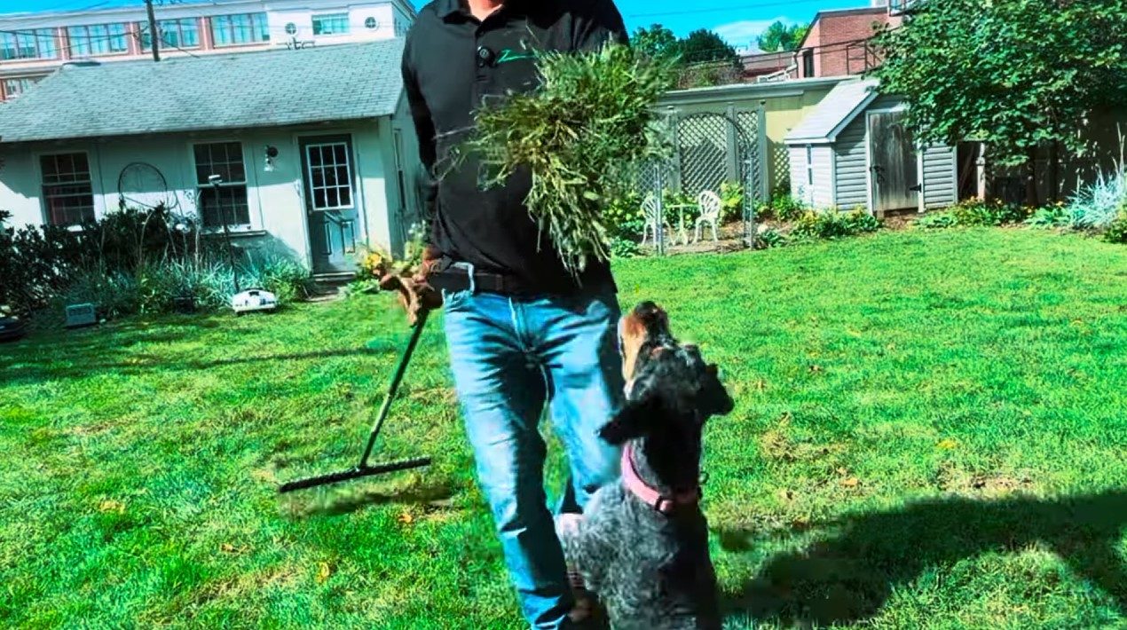 Carrying an armful of pulled crabgrass across the lawn with a rake, the dog following along