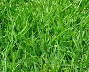 Bahia close-up