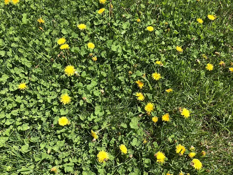 A real mixed lawn with clover and dandelions