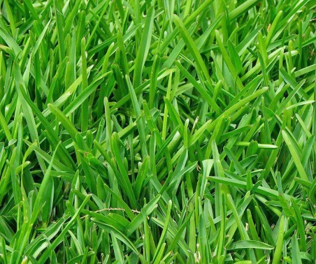Perennial Ryegrass close-up