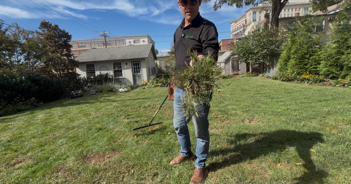 A handful of dead thatch just raked out of a backyard lawn, the rake and the robot mower behind