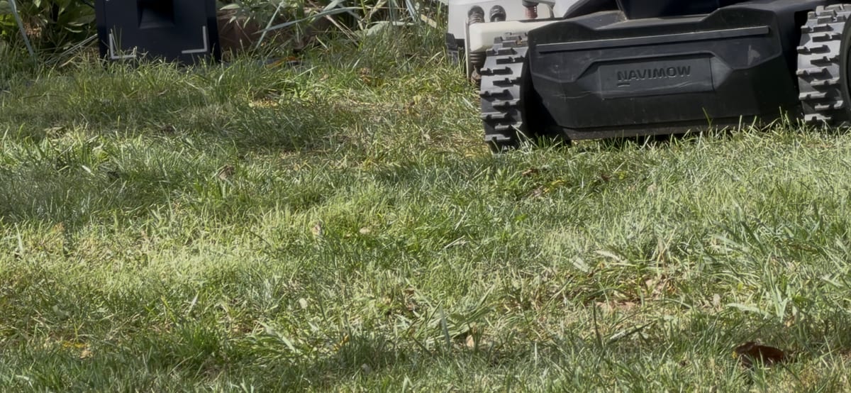 A robot mower's tracks on a dethatched lawn