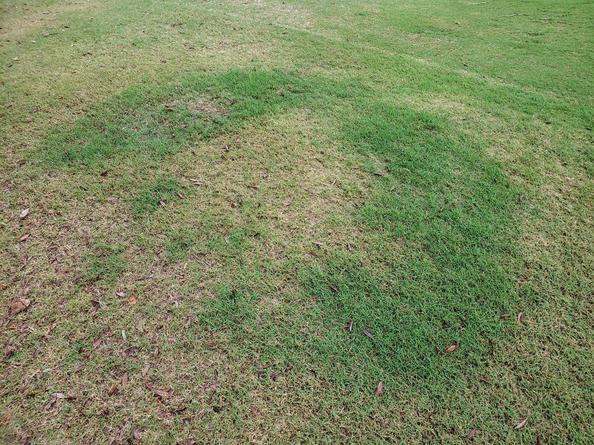 brown patches or rings that widen over days, often after humid nights
