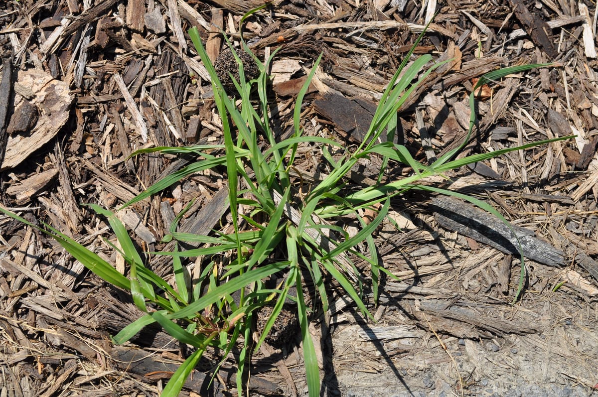 coarse, light-green clumps sprawling flat, worst along hot driveway and sidewalk edges