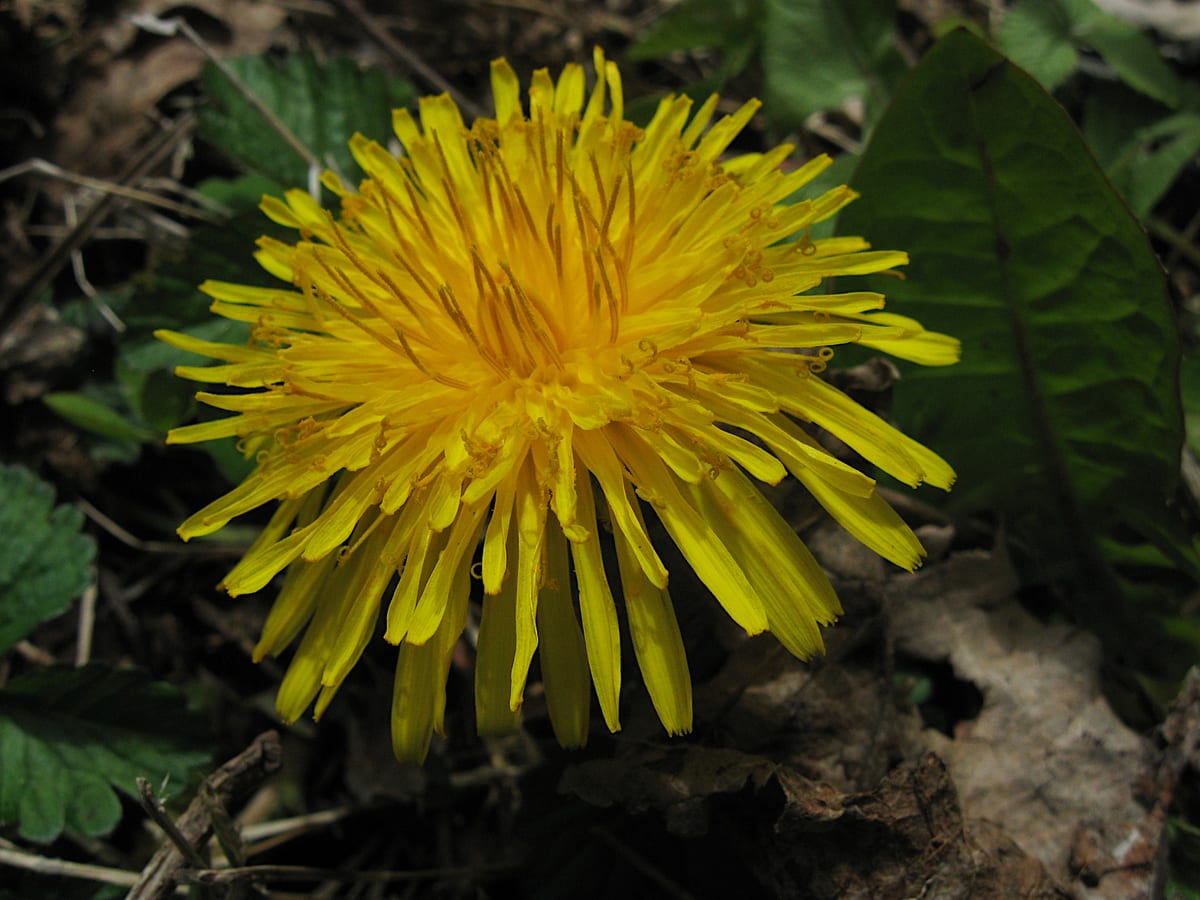 A dandelion in flower at the edge of a mowed lawn — the broadleaf weed everyone recognises