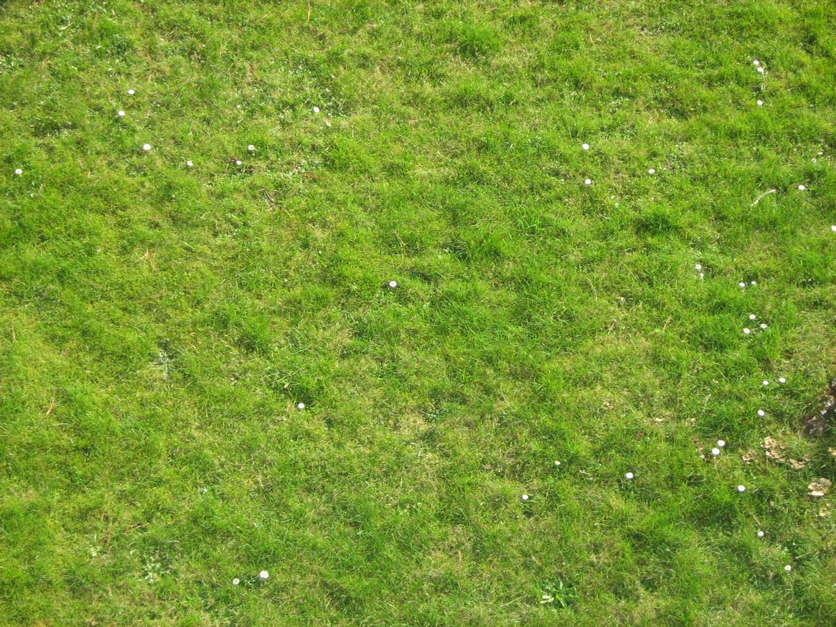 green moss carpeting the ground under trees or along a north wall