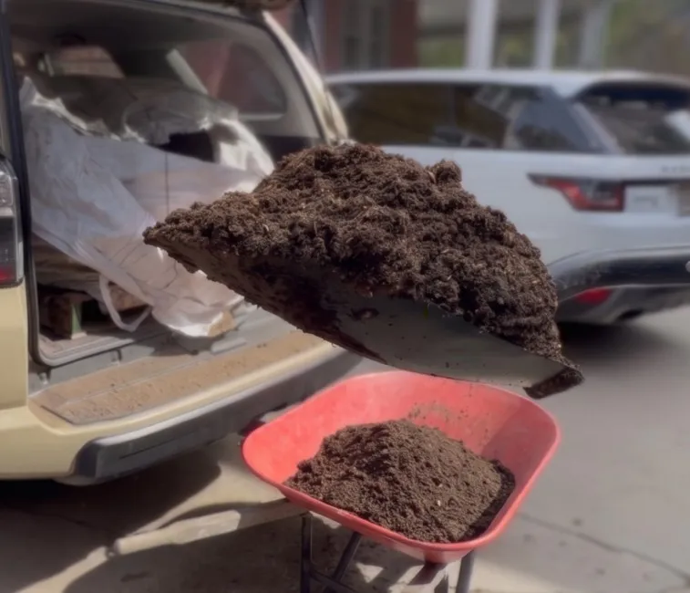 A shovel of dark, crumbly organic compost going into a wheelbarrow